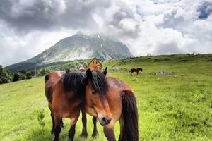 Komove ugrožavaju divlja gradnja, sječa, lov...