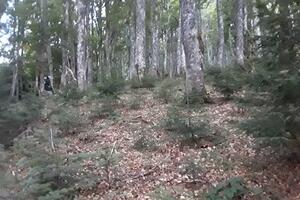 Zaustavite sječu stabala, ponovo se uništava Park prirode Komovi