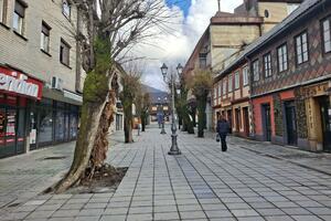 Lijek za brijest traže u Podgorici: U Kolašinu odustali od sječe...